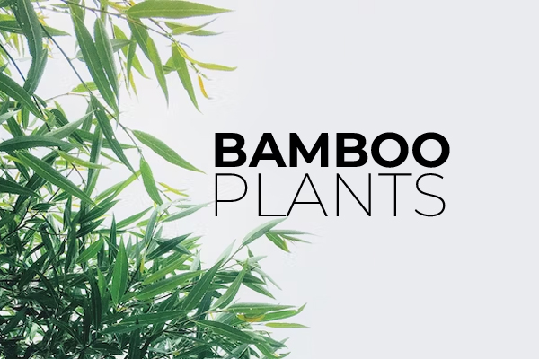 BAMPOO PLANTS
